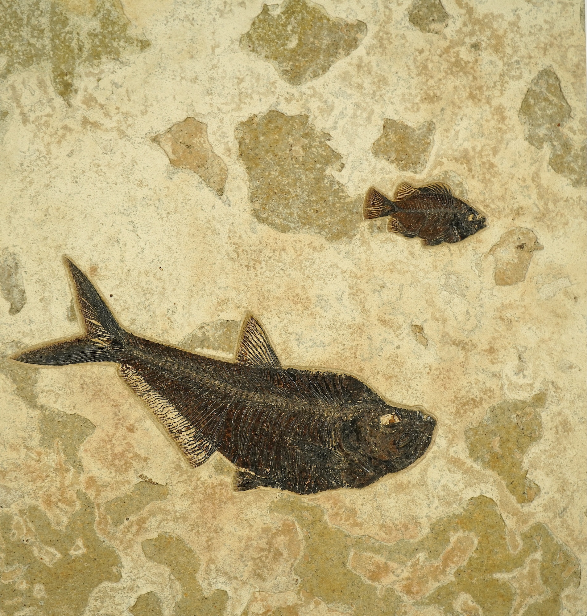 A large and impressive fish fossil triptych